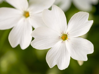 Nahaufnahme von weißen Blüten