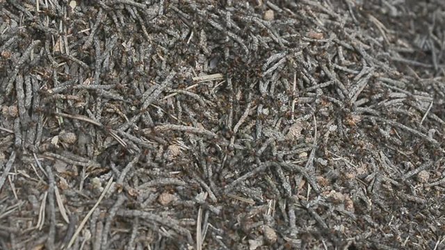wild life Belarus, Europe: Colony Of Ants close up