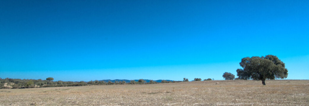 Plaine d'Alentejo &agrave; Flor da Rosa, Portugal