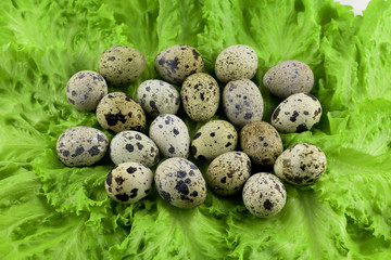 Obraz premium Quail colorful spotted eggs on a green background of fresh juicy salad, of lettuce leaves. Diet food, healthy food. Closeup