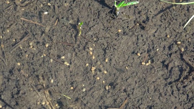 Close-up view insect Larva third instar Triops longicaudatus flattened shield-like. Chaotic motion of an insect in a pool of water