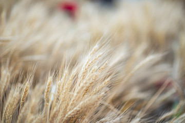 Wheat field with blurred background