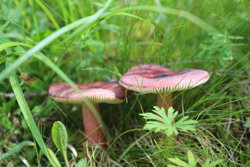 Russula mushrooms in grass