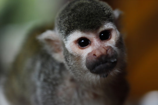 Portrait of saimiri squirrel monkey