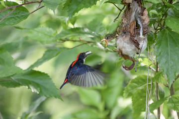 The scarlet-backed flowerpecker is a species of passerine bird. Sexually dimorphic, the male has navy blue upperparts with a bright red streak down its back from its crown to its tail coverts