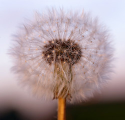 Closeup of Dandelion seeds