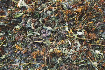 Collect dry herbs such as St. John's wort, matryoshka, currant leaves, mint, lemon balm