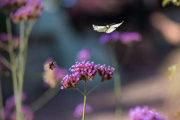 Patagonisches Eisenkraut mit Kohlweisling