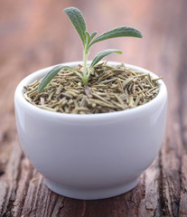 Fresh organic rosemary