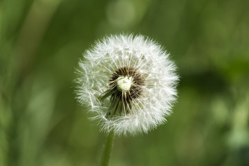 Faded dandelion with partially fallen seeds on a blurred green background (Taraxacum officinale)
