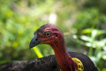 Australian Brush-turkey
