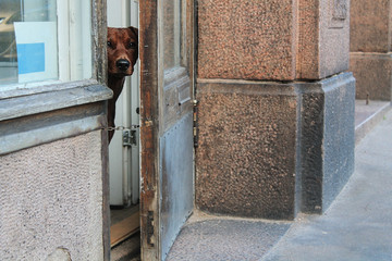 Cane che osserva da una porta sulla strada © Emmeg