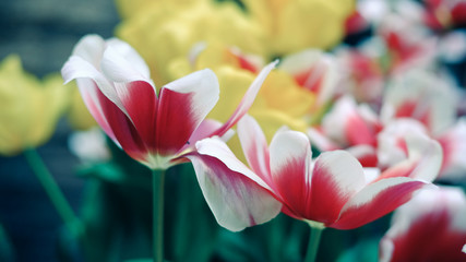 Close up red tulip flowers and yellow flowers background