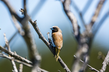 Chestnut-breasted Mannikin