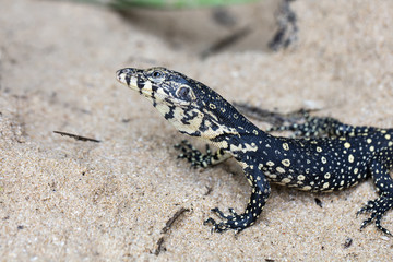 wild monitor in its natural habitat