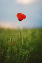 Red flower with green and blue blurry background. Macro shoot of a red flower