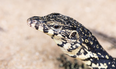 wild monitor in its natural habitat