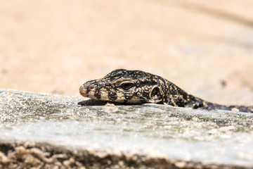 wild monitor in its natural habitat