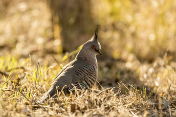 Crested Pigeon - Farmland