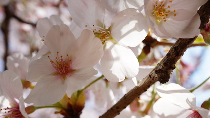 桜