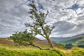 Ireland, Co. Wicklow
