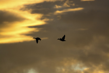 Flying Pacific Black Ducks