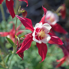 Akelei, Aquilegia