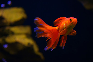 Goldfish in aquarium with green plant and stones in the background