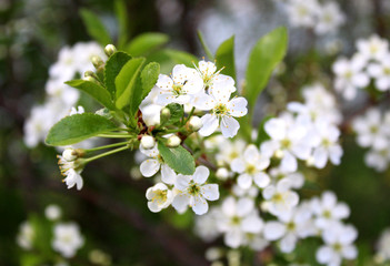 white flowers of a cherry tree in spring