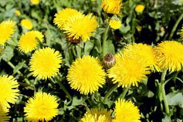 Naklejka premium yellow dandelion flower on a green juicy meadow