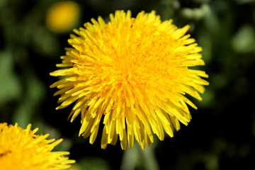 yellow dandelion flower on a green juicy meadow