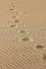 Fototapeta na wymiar footprints in the sand, Fuerteventura