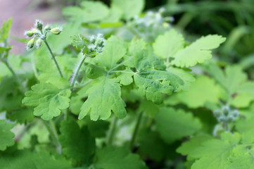 Fototapeta na wymiar medicinal herb for folk summer treatment