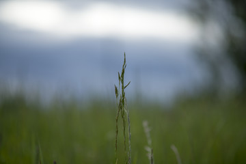 Fototapeta premium Flower on field