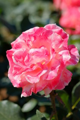 Fototapeta premium 植物の写真