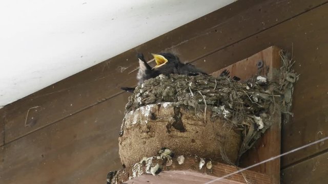燕の子育て