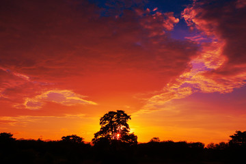Obraz na płótnie Canvas sunset beautiful in sky dark color and silhouette tree landscape colorful twilight time