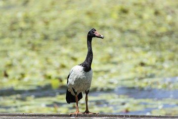 Magpie Goose