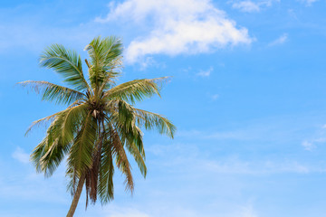 coconut tree on sky background bottom view with copy space add text
