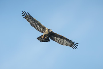 Bird hunter ,Oriental Honey-Buzzard flying on blue sky