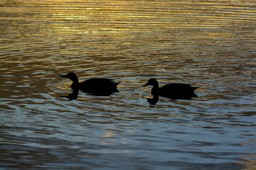 Pacific Black Ducks
