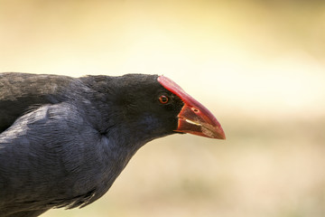 Purple Swamphen Profile