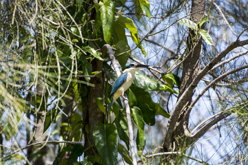 Sacred Kingfisher