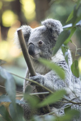 close up little koala with sleepy face sitting on a bamboo tree ranch 