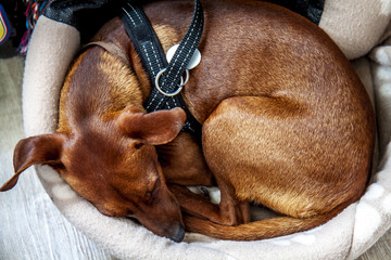 Miniature pinscher dog sleeping in his basket