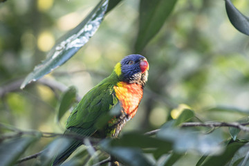 close up a rainbow parrot in Forrest