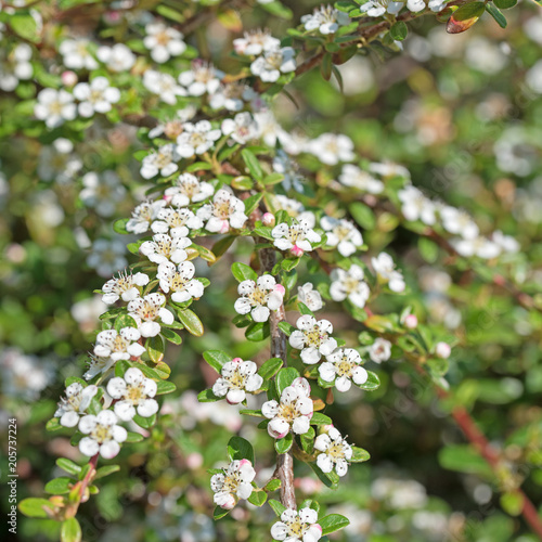 Bluhende Teppich Zwergmispel Cotoneaster Dammeri Stock Photo And