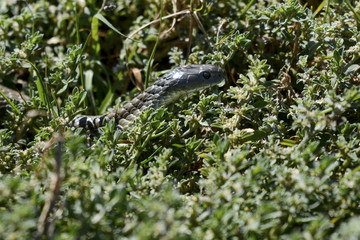 Tiger Snake