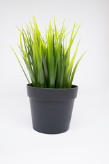  pot of green grasses isolated on white background 