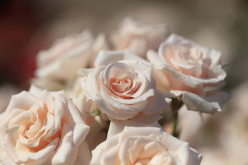 Bouquet of roses - Spring flowers in Japan -